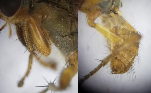 Scathophaga inquinata